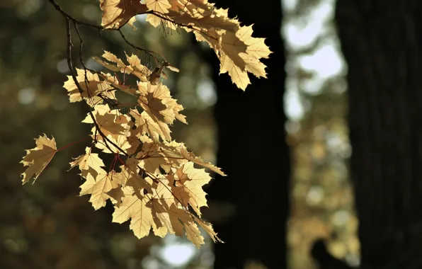 Лист, парк, настроение, Осень, GAlex