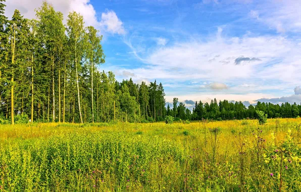 Картинка поле, лес, небо, облака, деревья, пейзаж, цветы, природа