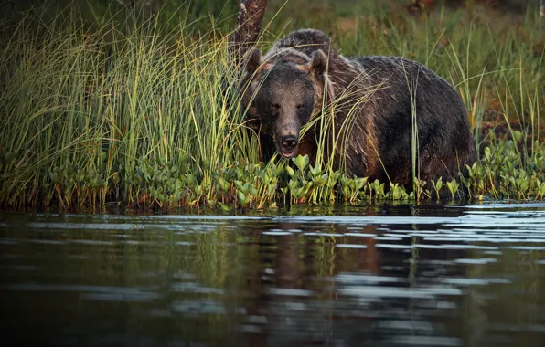 Картинка трава, природа, животное, хищник, медведь, водоём, бурый, Александр Перов