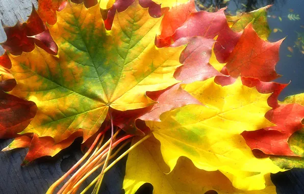 Осень, листья, вода, цвет, клен