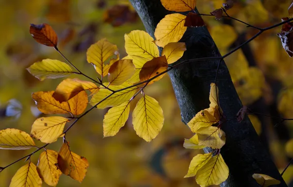 Листья, ветки, дерево, ствол, ярко, жёлтые, конец лета