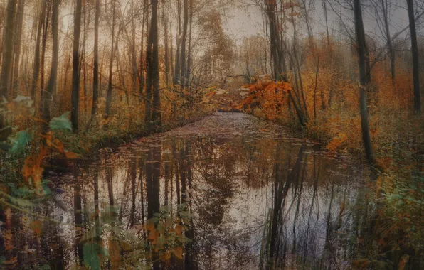Картинка осень, лес, листья, деревья, отражение, река, ручей, зеркало