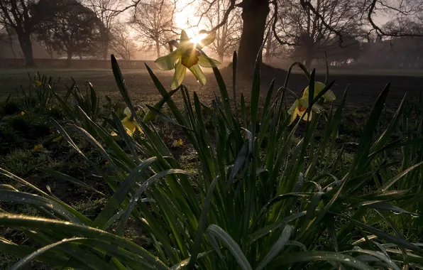 Цветы, Нарцисс, Rise of the daffodils