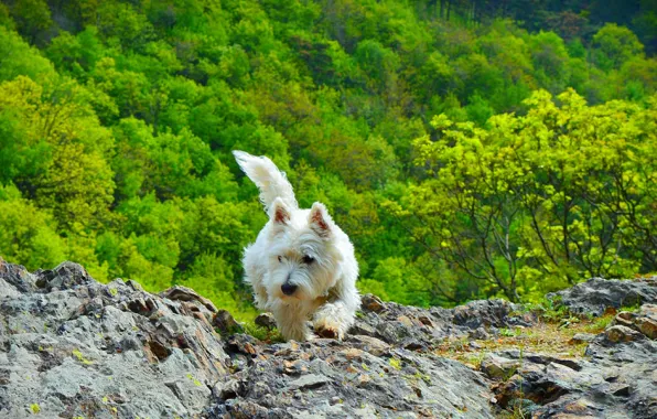 Природа, Собачка, Nature, Dog, Вест-хайленд-уайт-терьер