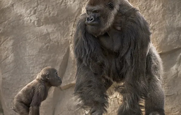 Картинка горилла, обезьяны, детёныш, воспитание, папаша