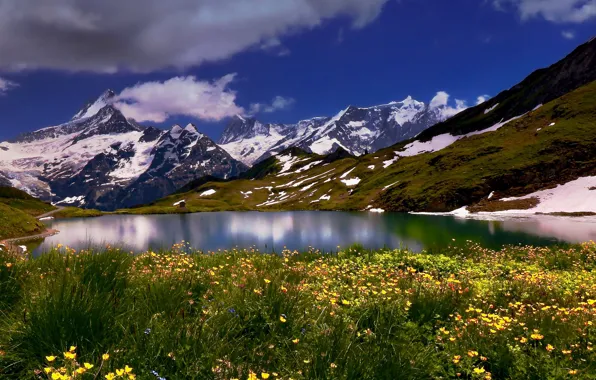 Цветы, горы, озеро, Швейцария, Switzerland, Bernese Alps, Бернские Альпы, Bernese Oberland