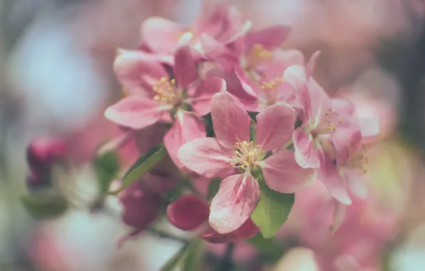 Макро, ветка, весна, яблоня, цветение, цветки, боке