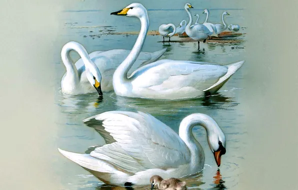 Птицы, Картина, Лебеди, Archibald Thorburn, Арчибальд Торберн, Шотландский живописец