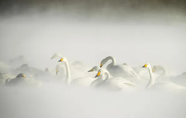 Картинка зима, птицы, озеро, лебеди