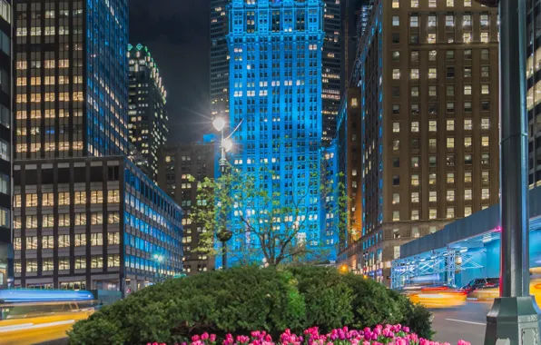Картинка цветы, улица, здания, Нью-Йорк, Манхеттен, тюльпаны, клумба, Manhattan