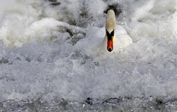 Вода, природа, лебедь