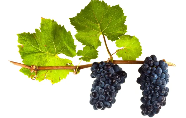 Wine, leaves, grapes, red wine, vitis vinifera, Pinot Noir