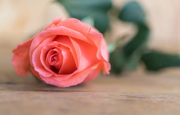 Картинка цветок, розы, бутон, rose, flower, wood, pink, romantic