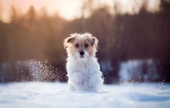 Картинка снег, бег, собачка