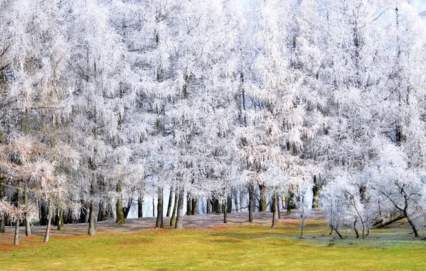 Деревья, природа, парк