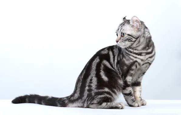 Кошка, кот, взгляд, поза, белый фон, профиль, мордашка, шотландская