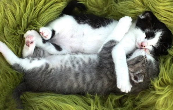 Кошка, кот, зеленый, котенок, серый, фон, черно-белый, сон