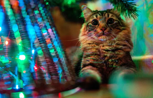 Кошка, кот, взгляд, морда, свет, ветки, поза, елка