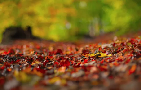 Картинка осень, макро, блики, листва, розмытость