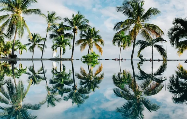 Reflection, Retina, Palm Trees, Photograph