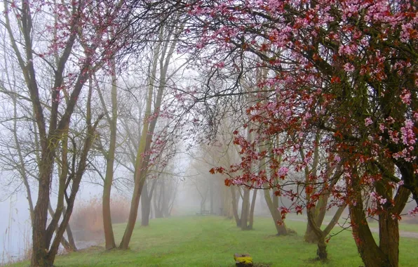 Туман, парк, Весна, цветение, trees, park, fog, spring