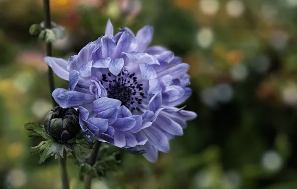 Цветок, бутон, Blooming