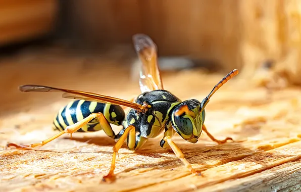 Colors, wasp, insect, winged