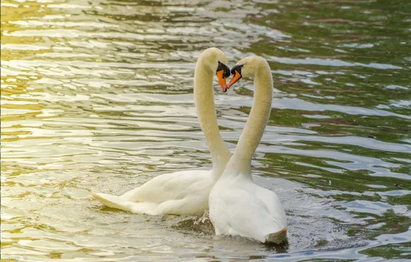 Любовь, пруд, пара, Лебеди