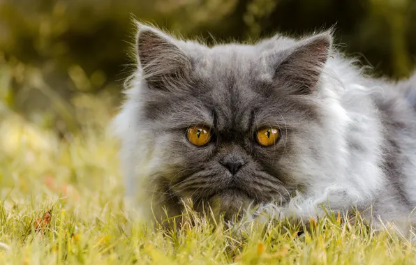 Картинка кот, взгляд, перс, мордочка, персидская кошка