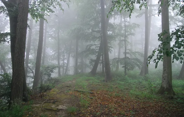 Лес, деревья, природа, туман, Michael Eyl