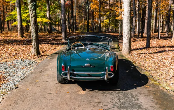 Shelby, Cobra, rear view, Shelby Cobra 289