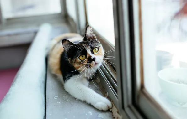 Кошка, взгляд, стекло, отражение, комната, лапа, портрет, окно