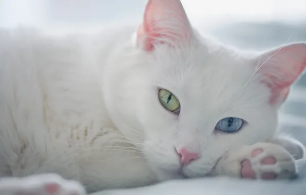 Взгляд, мордочка, разные глаза, белый кот