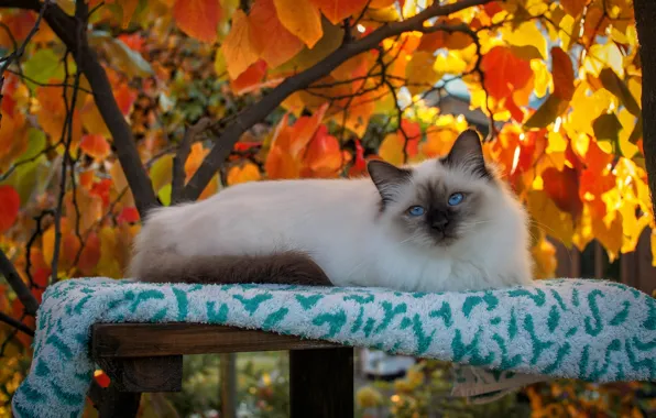 Кошка, кот, взгляд, листья, свет, ветки, природа, уют