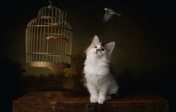 Кошка, кот, клетка, птичка