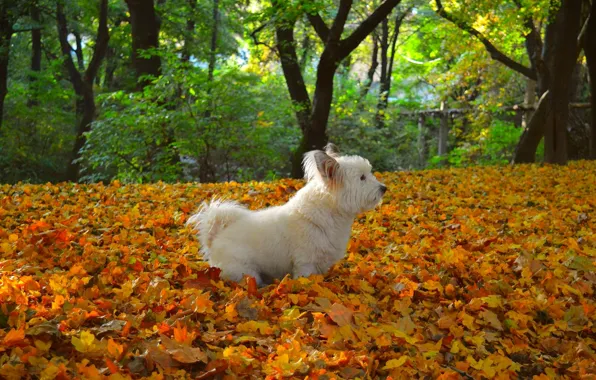 Nature, dog, листопад, собачка, осень, листья, autumn, fall