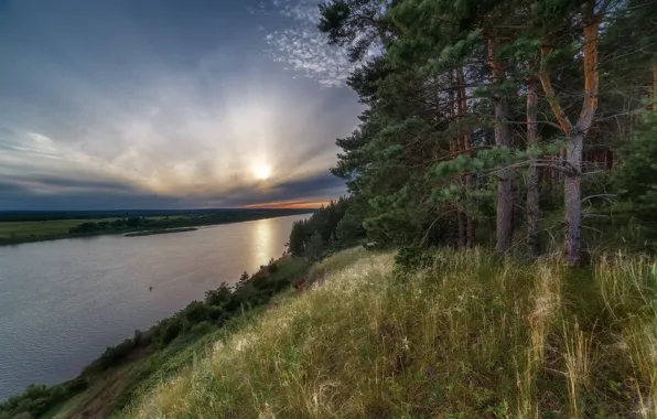 Лес, трава, солнце, деревья, пейзаж, природа, река, берег