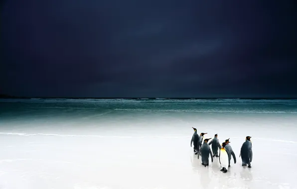 Картинка пляж, небо, птицы, океан, пингвины
