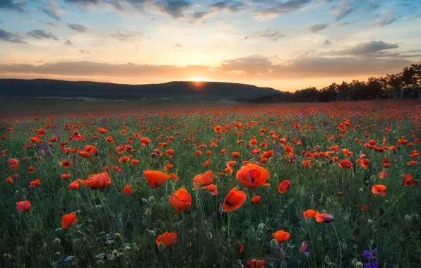 Картинка солнце, облака, закат, цветы, горы, красный, маки, маковое поле