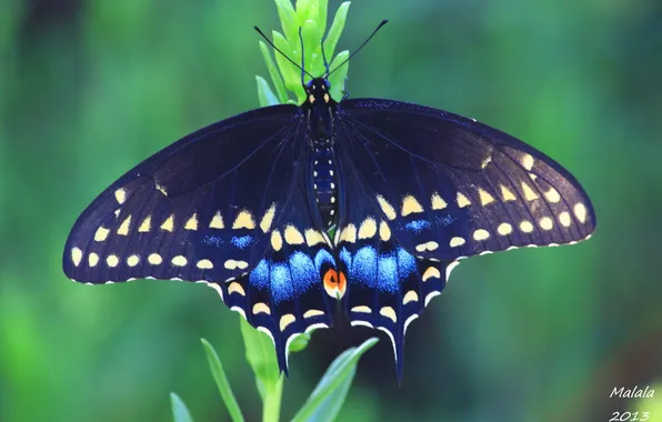 Картинка макро, природа, узор, бабочка, крылья