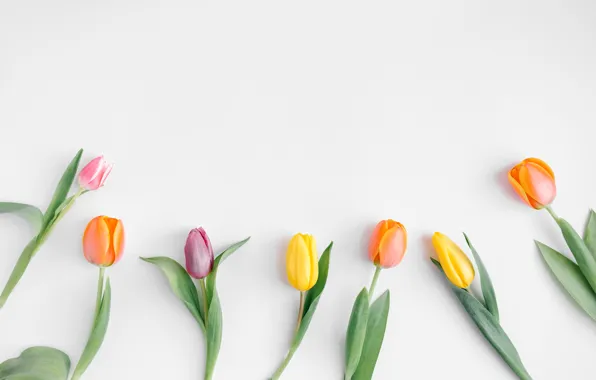 Цветы, colorful, тюльпаны, fresh, wood, flowers, beautiful, tulips