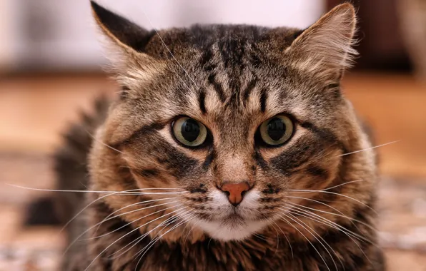 Кот, усы, кошки, полосатый сибирский, фотограф Александр Мясников