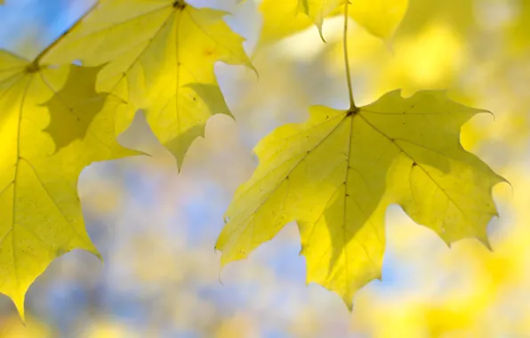 Осень, листья, природа, клен