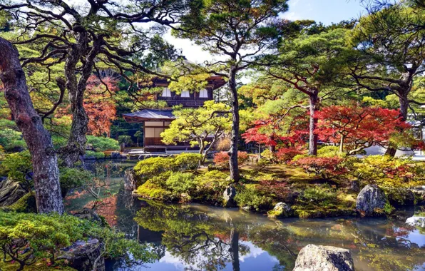 Деревья, парк, дома