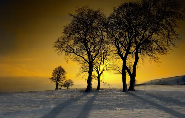 Зима, снег, деревья, закат, морозный