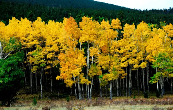 Картинка осень, лес, желтый, природа, берёзы