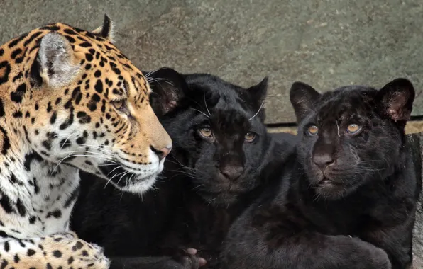Кошки, хищники, ягуары