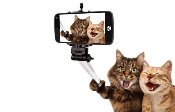 Картинка кошки, радость, фото, коты, юмор, белый фон, снимок, смартфон