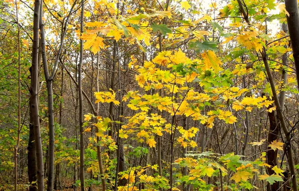 Trees, autumn, leafs, fall