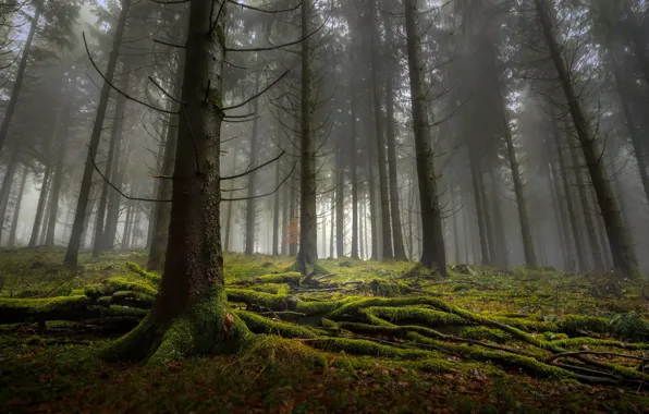 Картинка лес, деревья, природа, мох